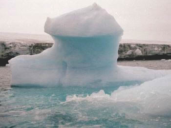 Walrus op ijsschots